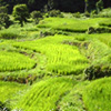 Rice Terraces of Fukushima Shinden VcIc